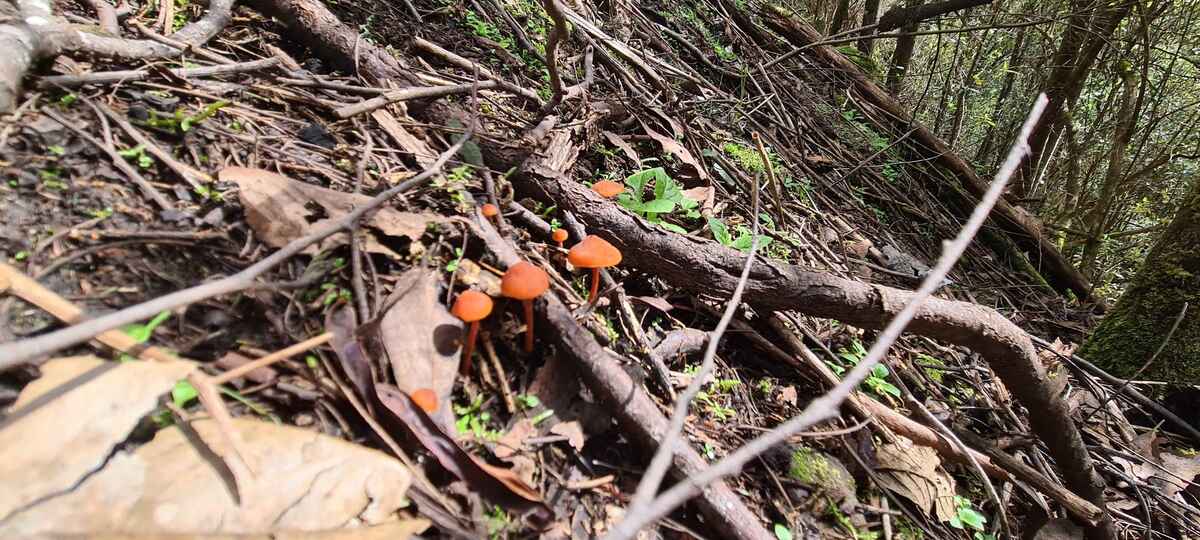 Some red mushrooms