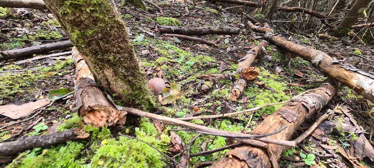 some fungi