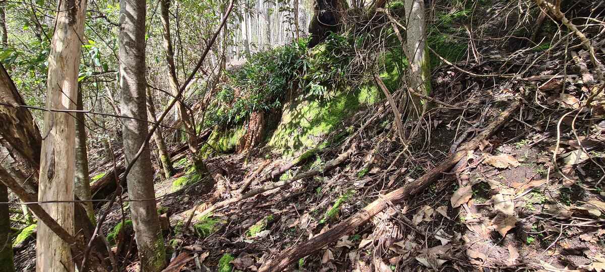moss everywhere