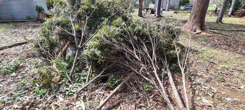 A pile of bloody tree limbs