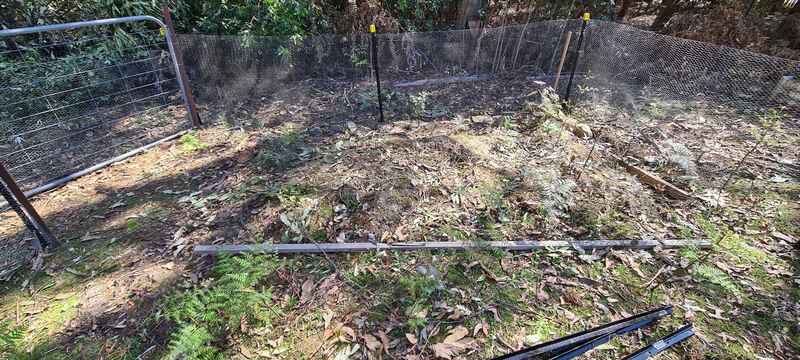 Weeds everywhere
