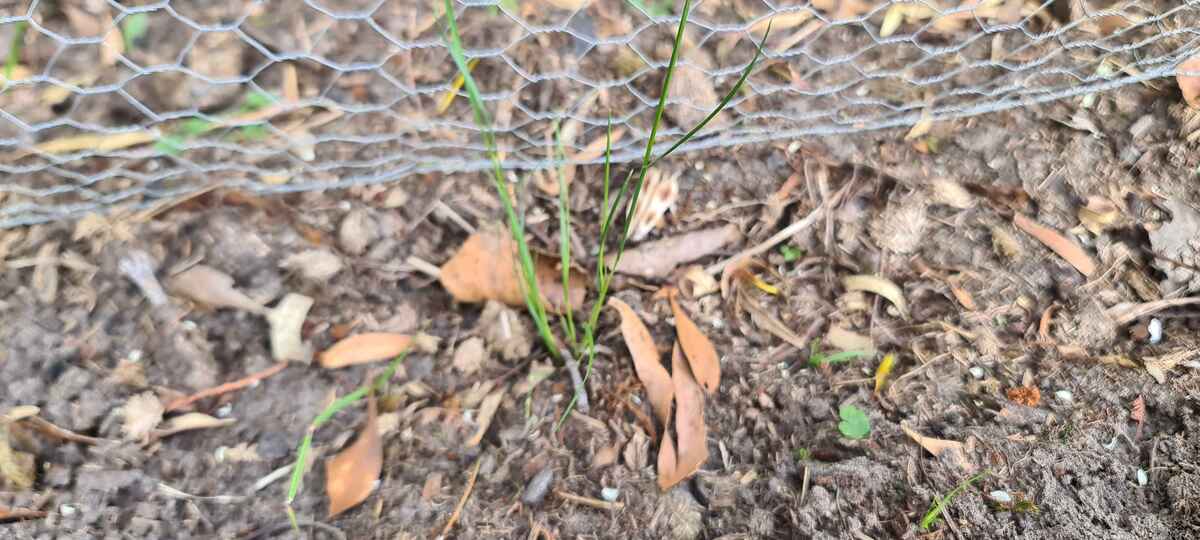 Just a weed or tomato?