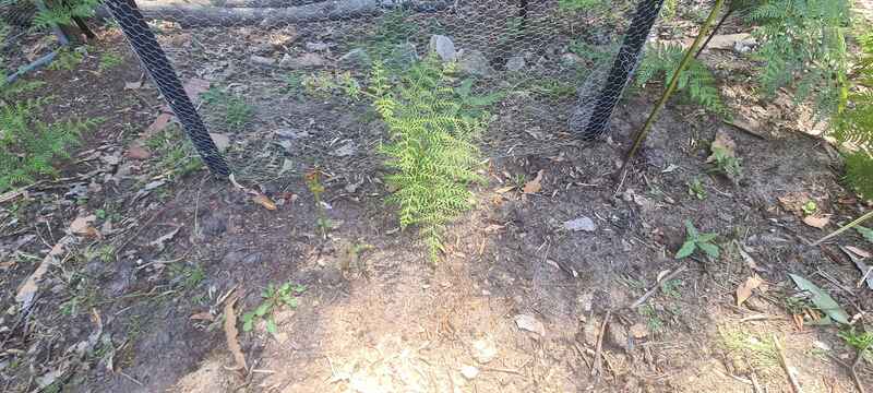 Weedy and disgusting garden